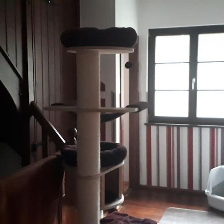Private Room In Our Home With Free Vvo Ticket & Cats Pirna Exterior photo